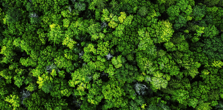 Conteúdos em Destaque Ações Verdes